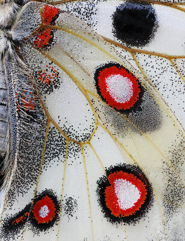 Apollo Butterfly 