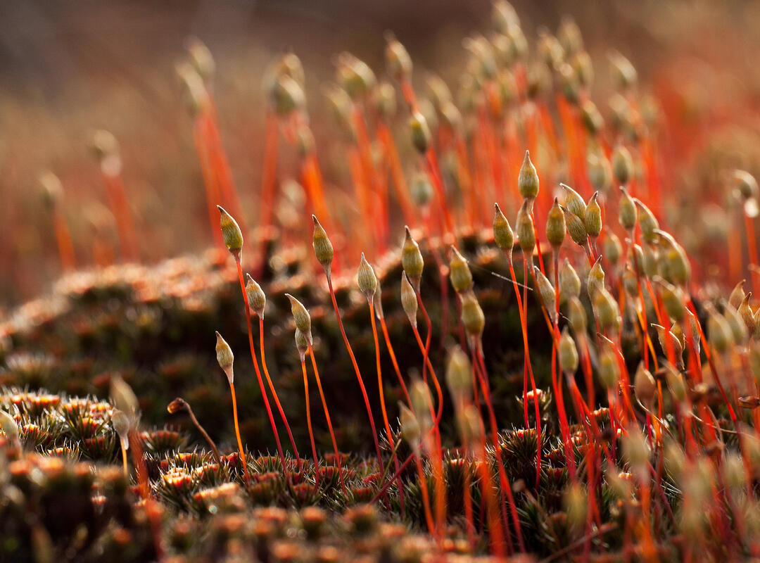 Plants