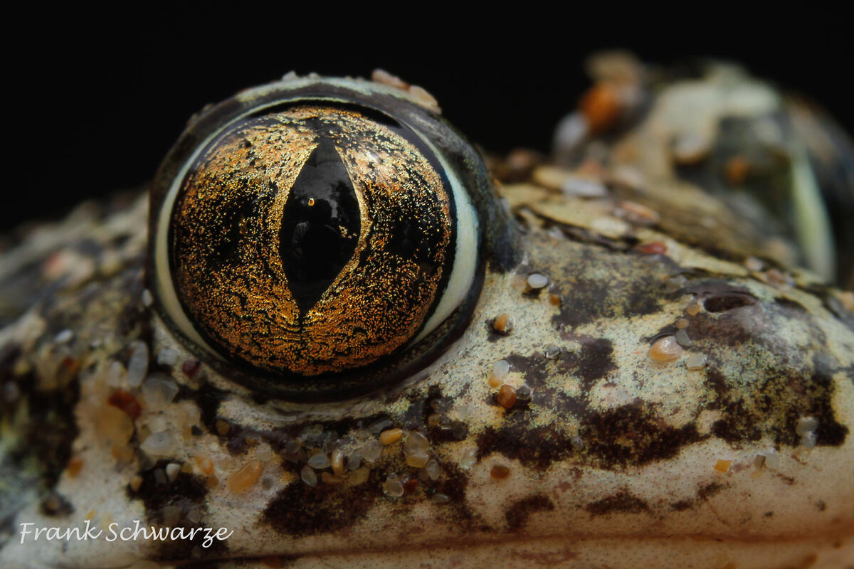 Frank Schwarze, Eastern Spadefoot