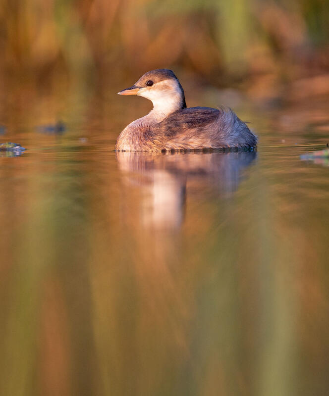 Little Grebe