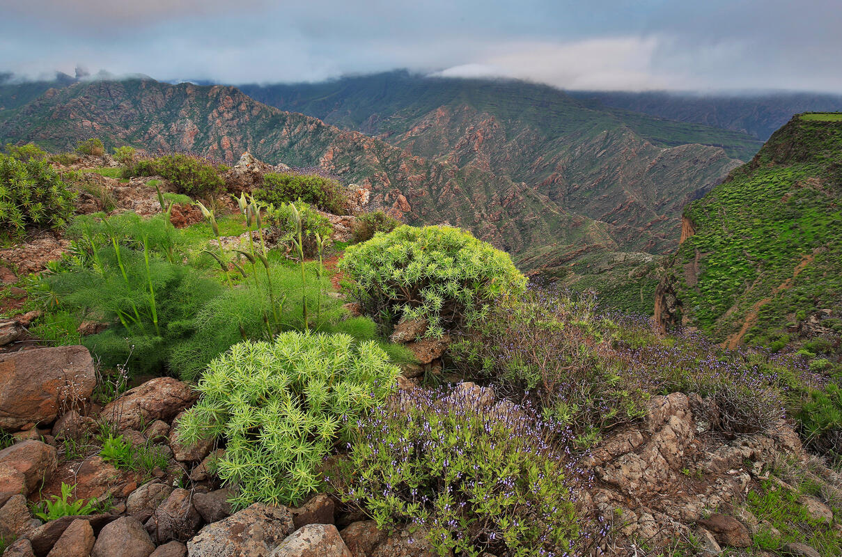 Gran Canaria,