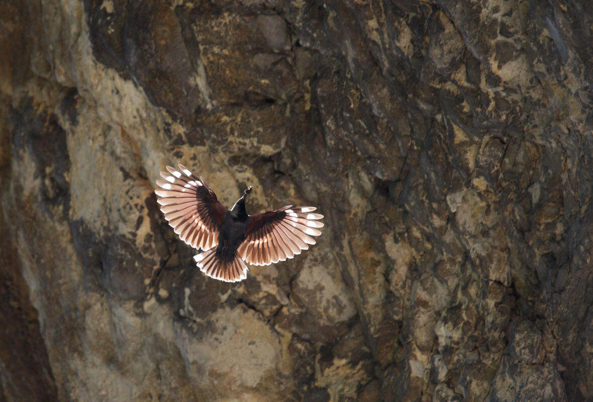 Wallcreeper /Tichodroma muraria/