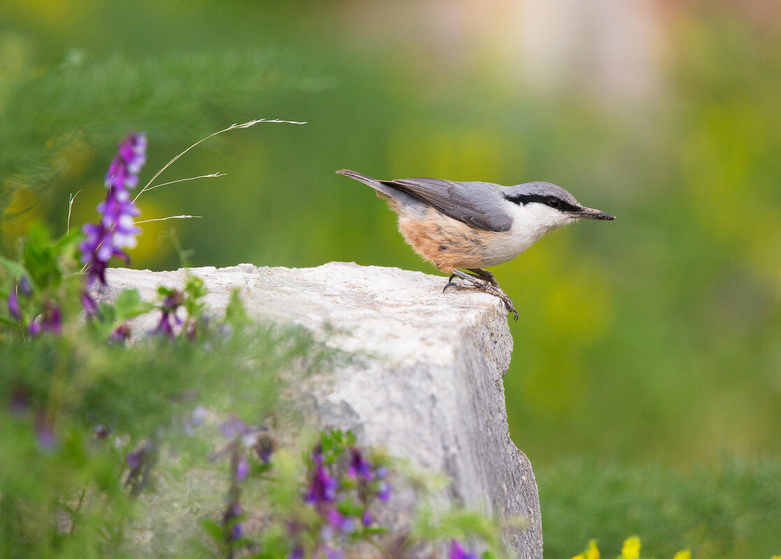 rock nuthatch /Sitta neumayer/