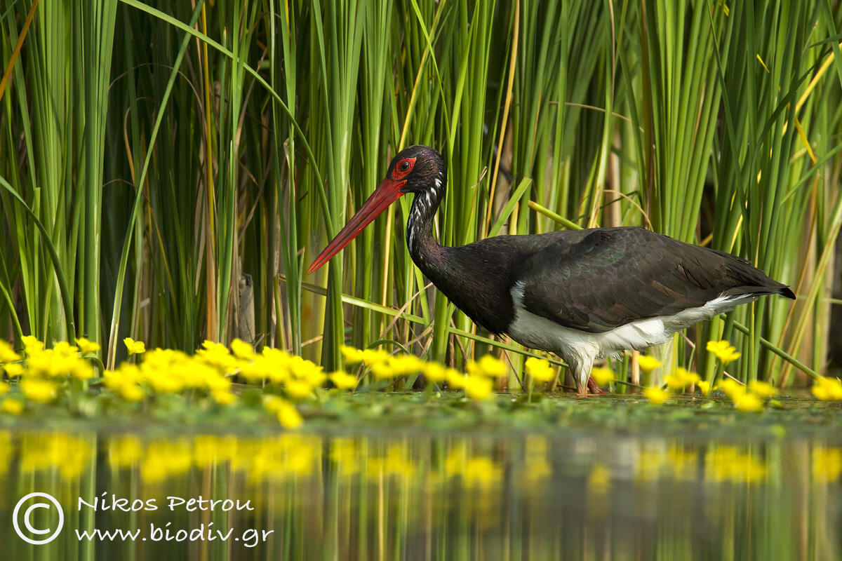 Nikos Petrou, Black Stork /Ciconia nigra/