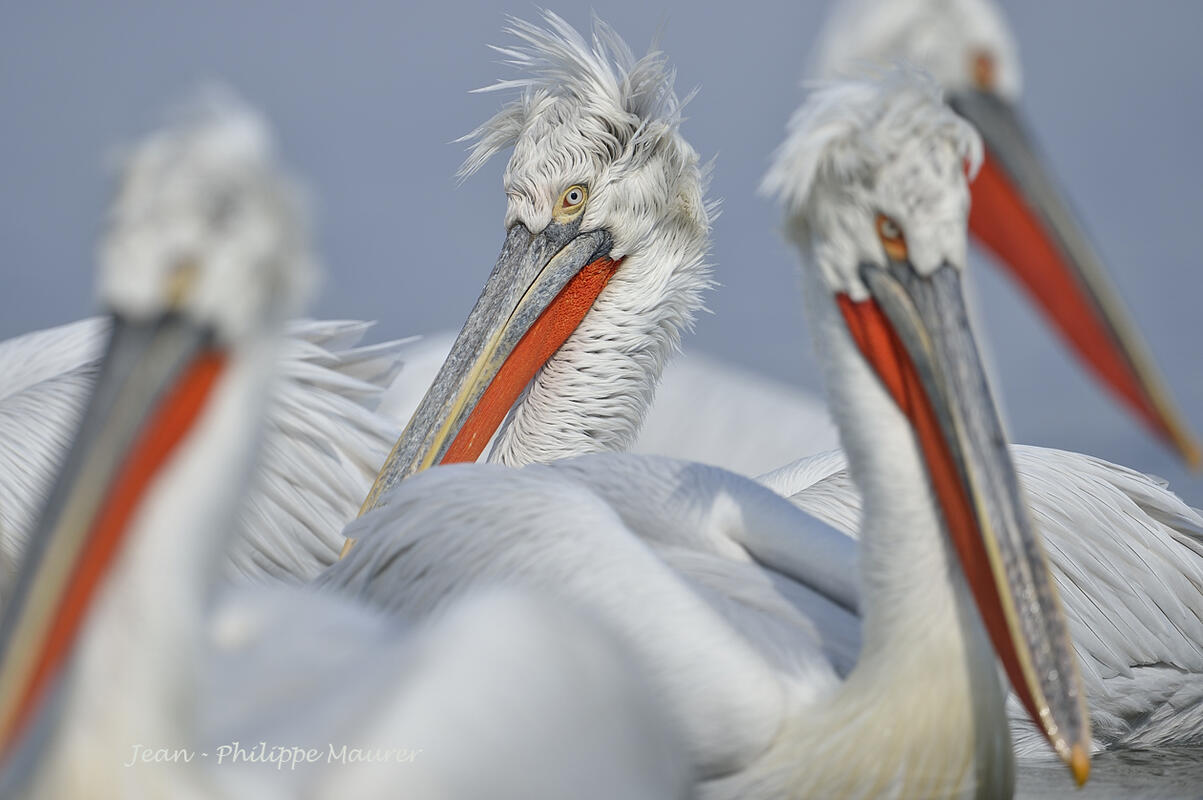 Jean-Philippe Maurer,  Dalmatian Pelican / Pelicanus crispus/