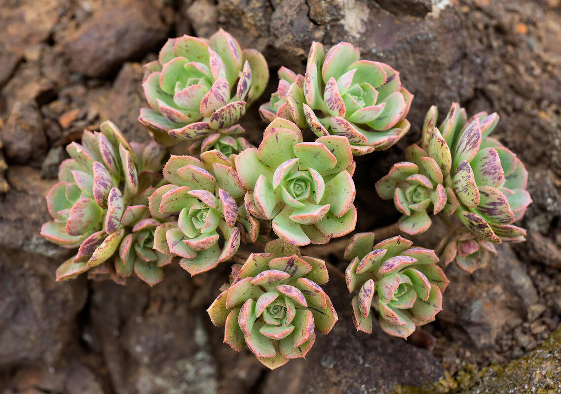 Gomera