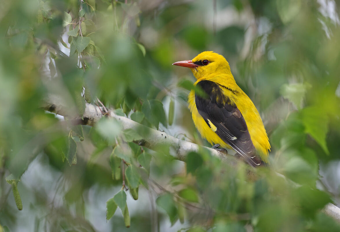 Golden Oriole /Oriolus oriolus/