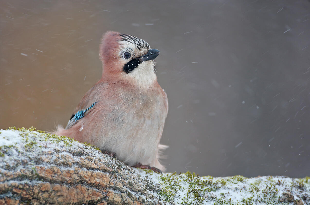 Jay, Garrulus glandarius/otography during Bulgarian Winter - Raptors, Geese, Pelicans and Others