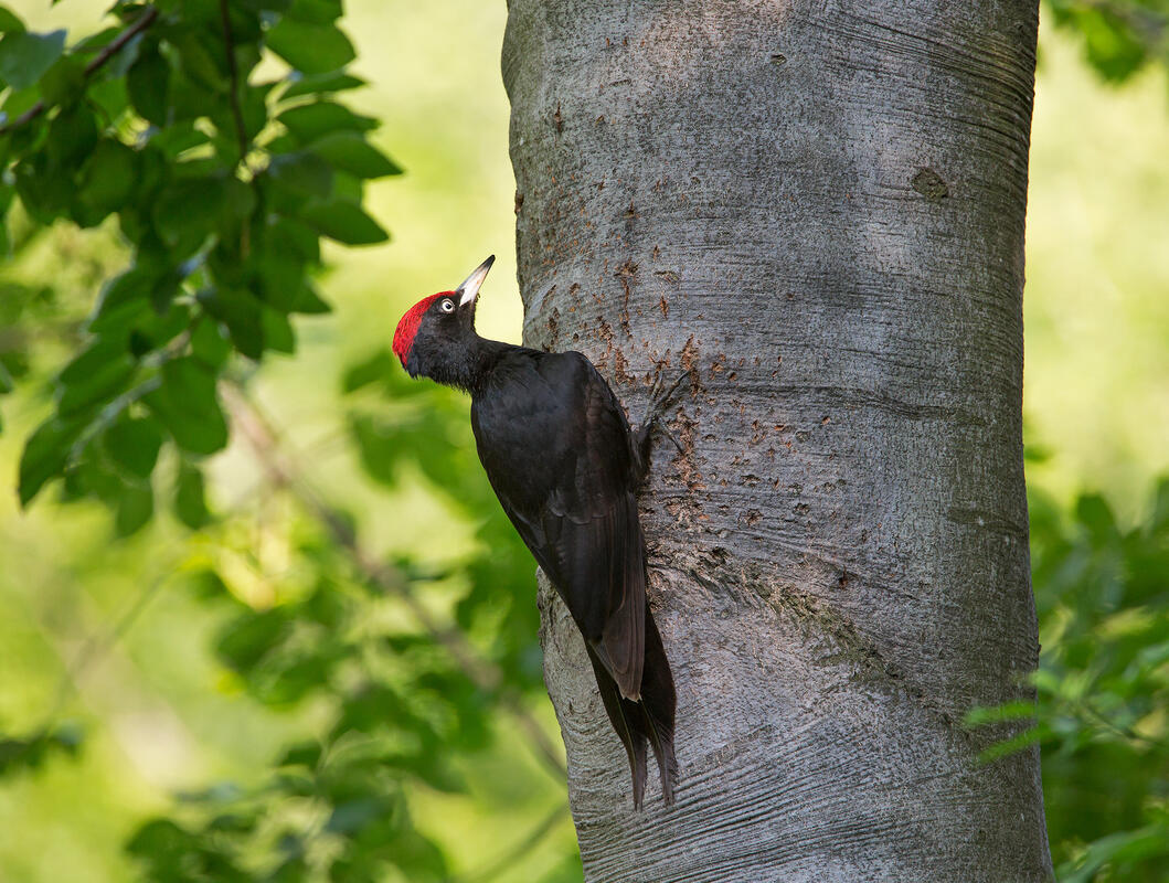 Black Woodpecker /Dryocopus martius/