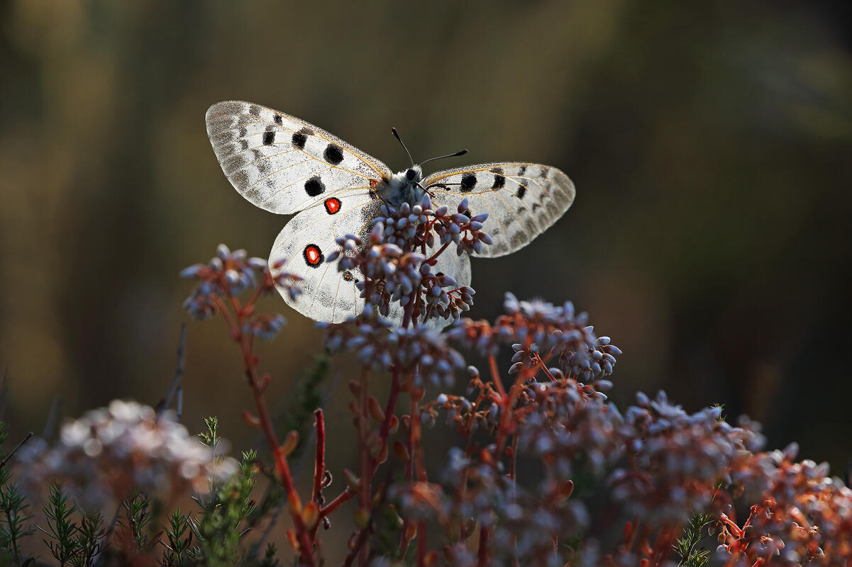 Apollo butterfly /Parnassius apollo/