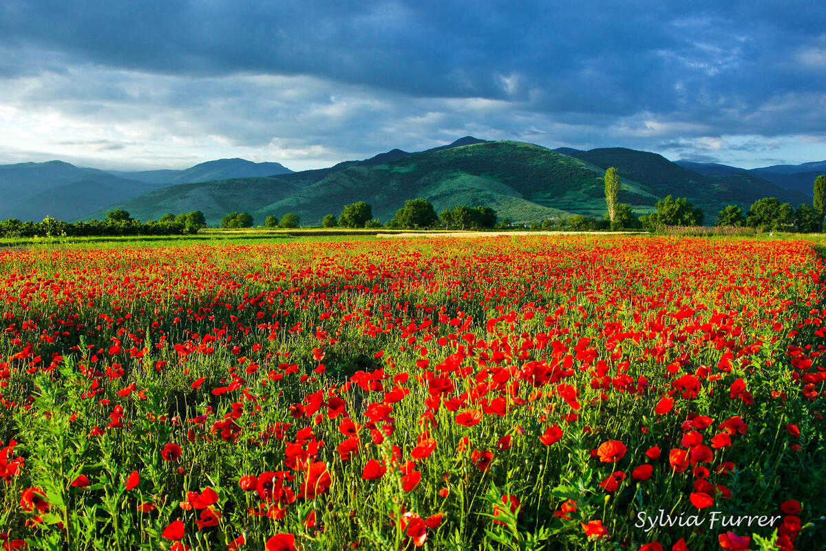 Sylvia Furrer, poppy fields near Rodopi