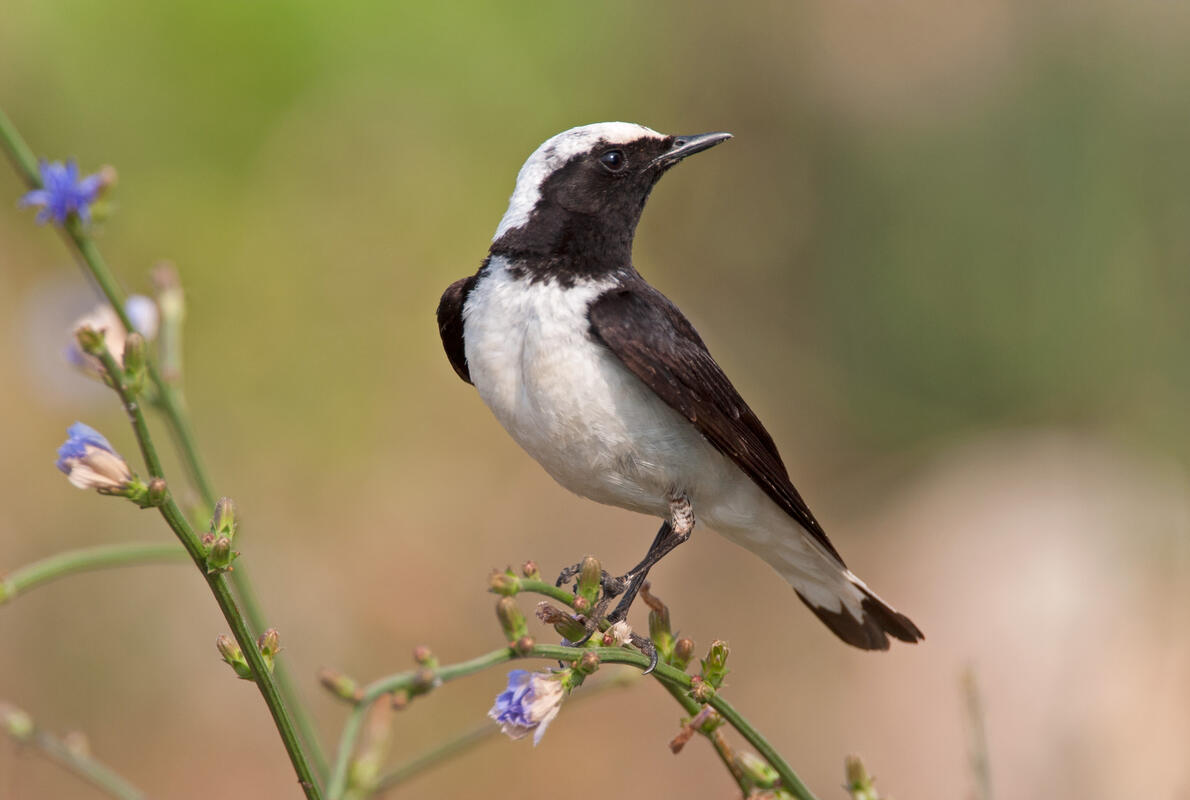Pied Wheatear /Oenanthe pleschanka/