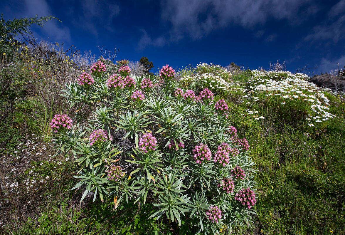 La Palma,