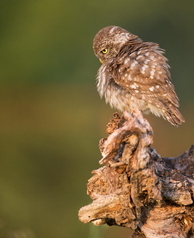 Little owl /Athene noctua/