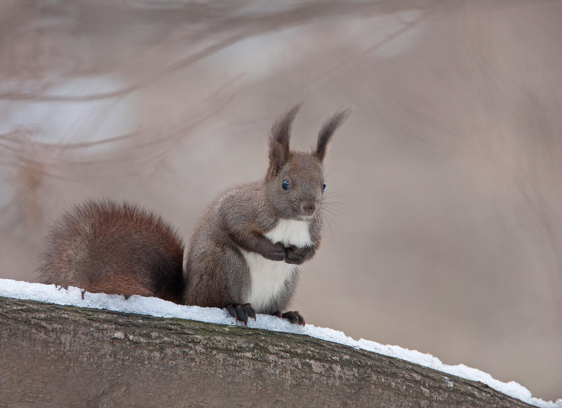 Red Squirrel /Sciurus vulgaris/
