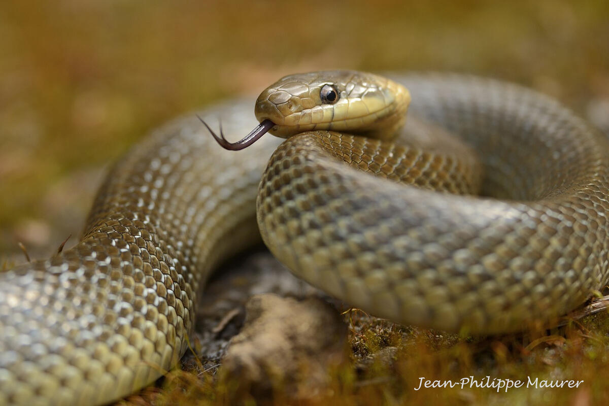 Jean-Philippe Maurer , Aesculapian snake/ Zamenis longissimus/