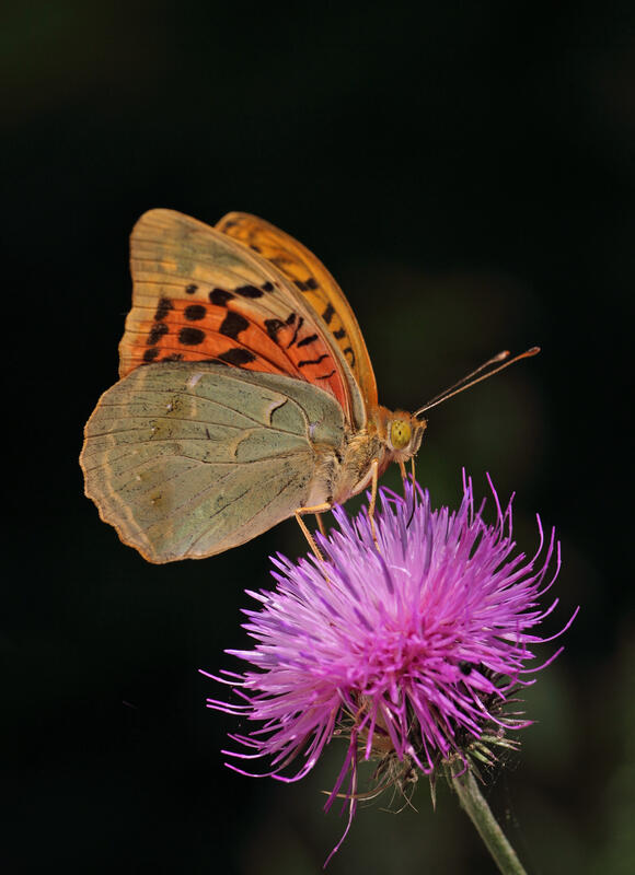 Cardinal butterfly Argynnis pandora