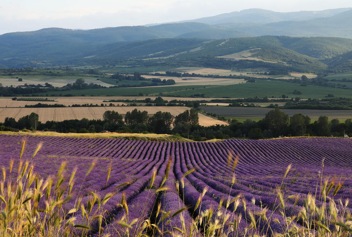 Lavender, Rodopi