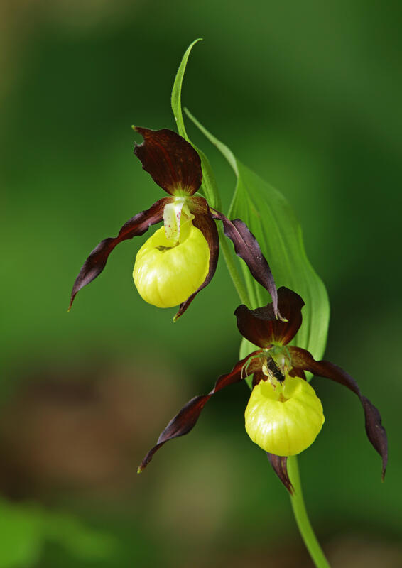 PlCypripedium calceolusants