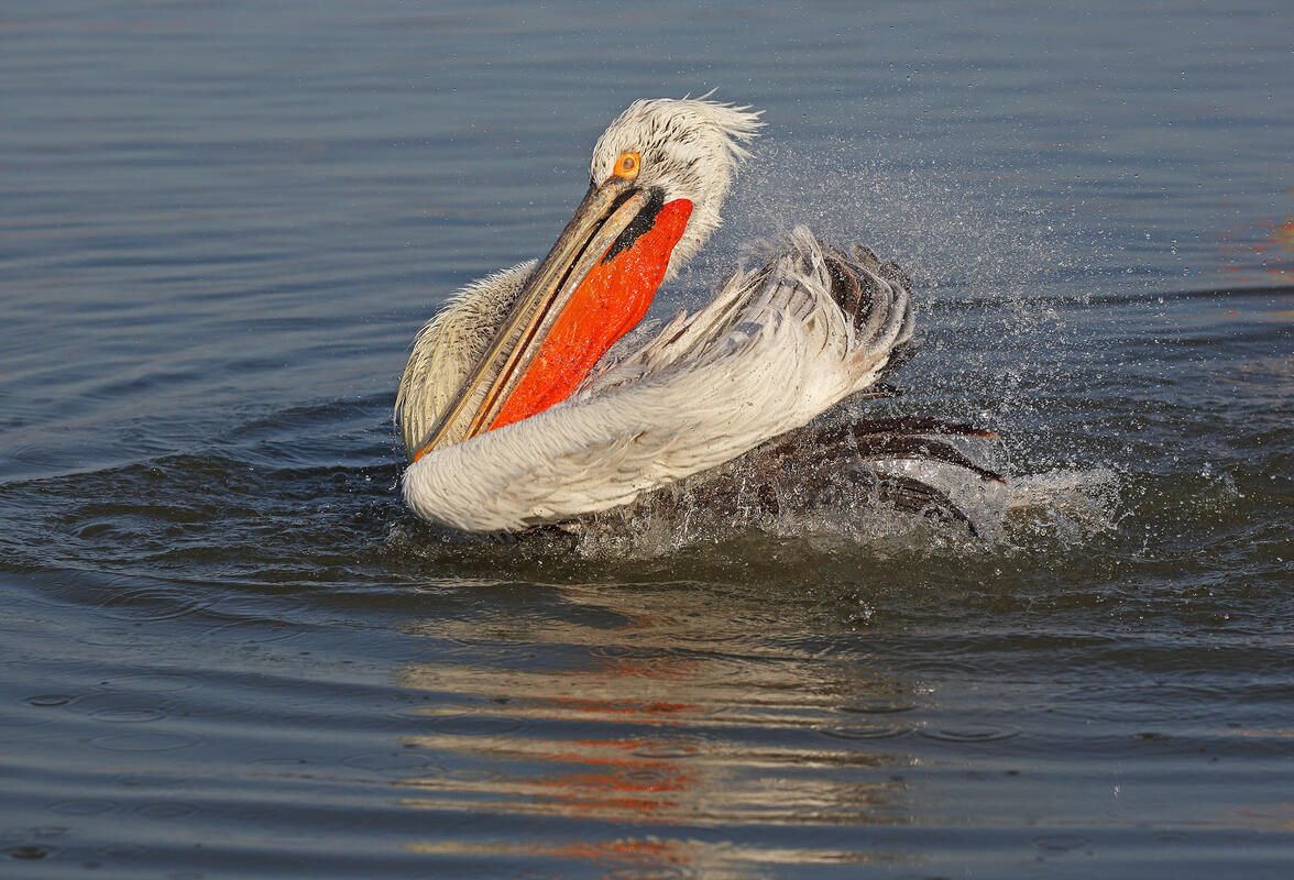 Dalmatian pelican,  Lake Kerkinice