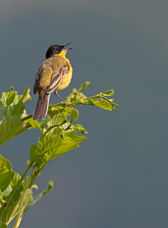 Yellow Wagtail /Motacilla flava/ feldegg