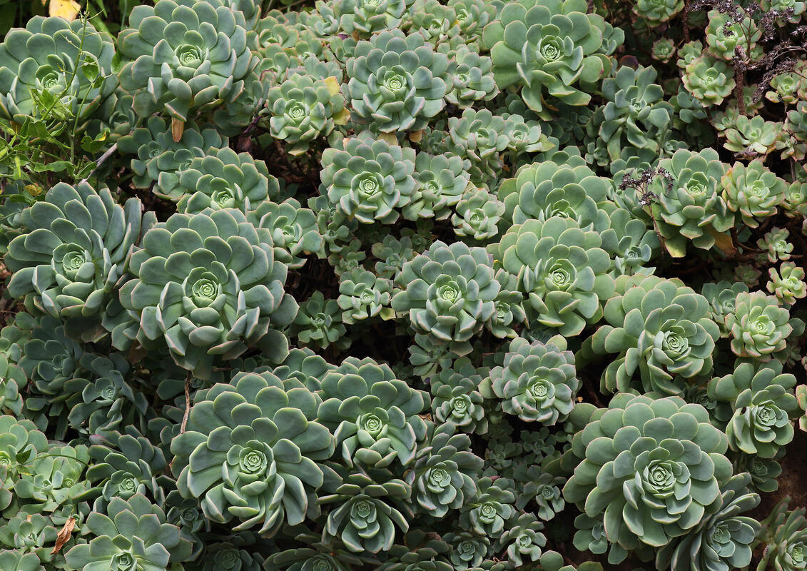 Gomera