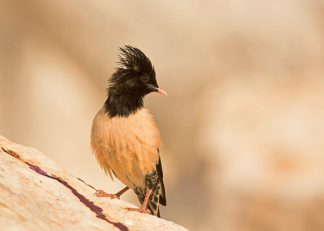 Rose-coloured Starling / Sturnus roseus/