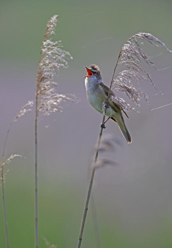 Great Reed Warbler / Acrocephalus arundinaceus/