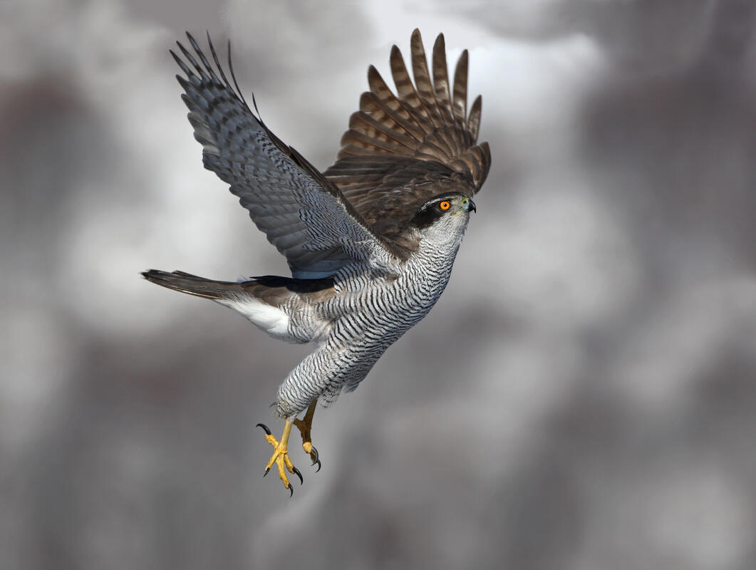 Goshawk /Accipiter gentilis/