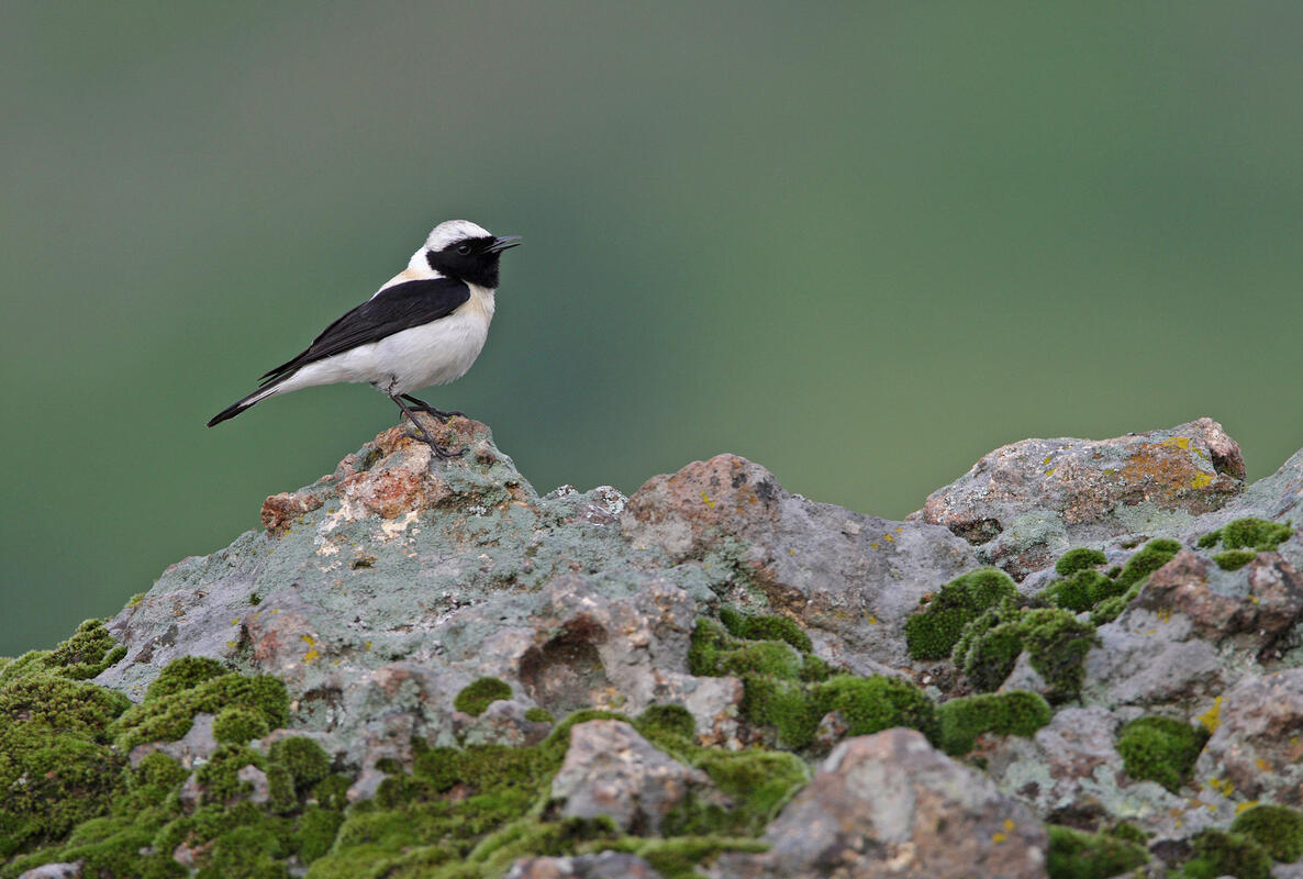 Black-eared Wheatear /Oenanthe hispanica/