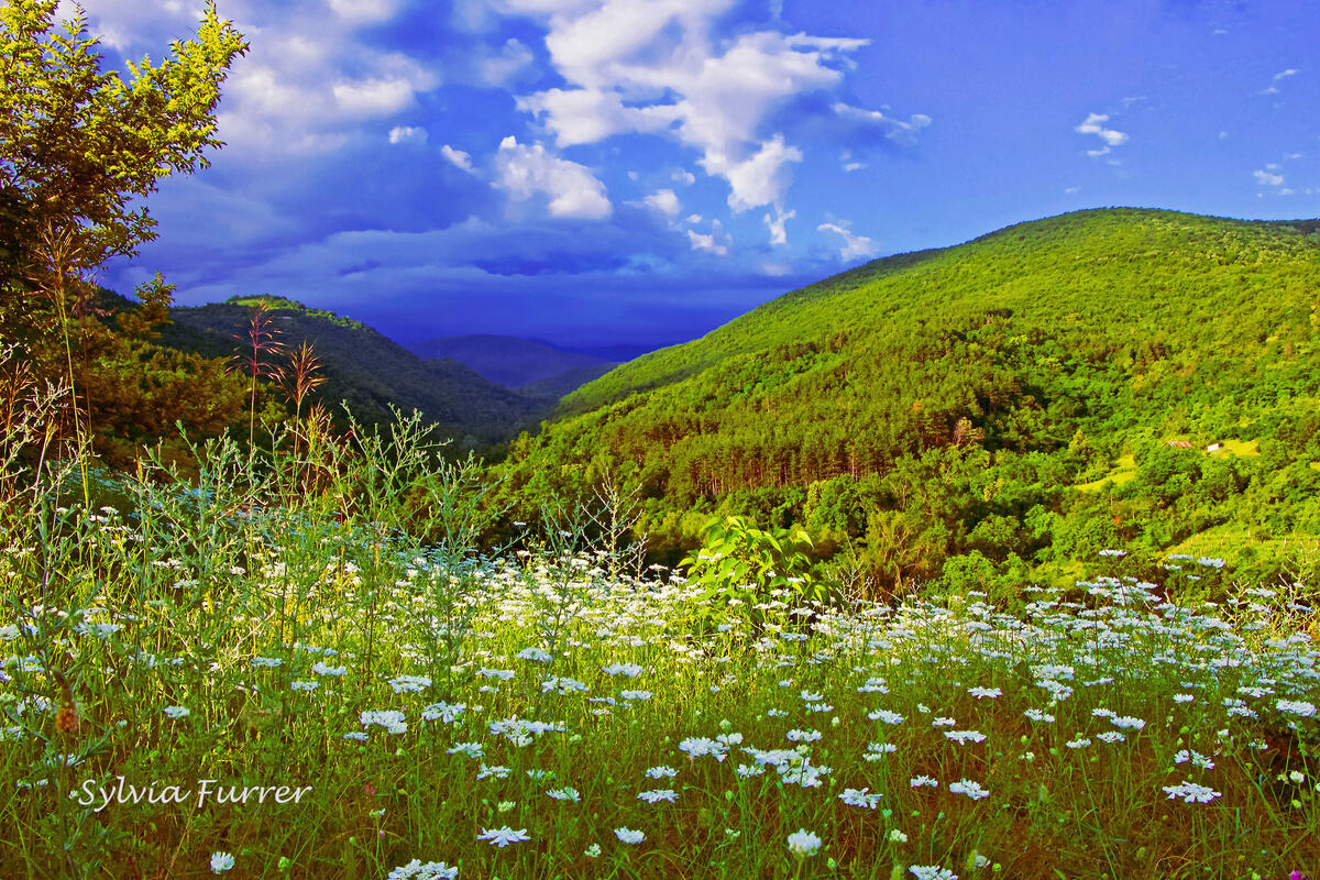 Sylvia Furrer, Rodopi
