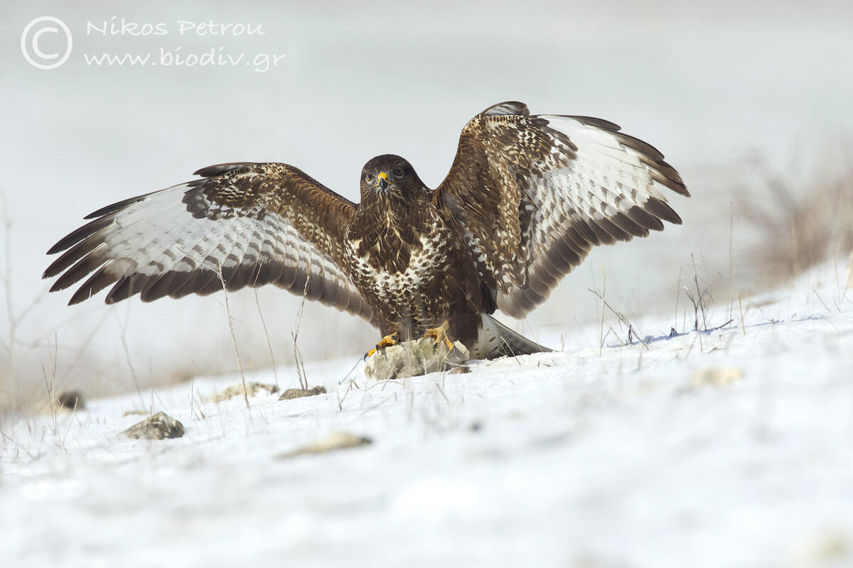 Nikos Petrou, Common Buzard