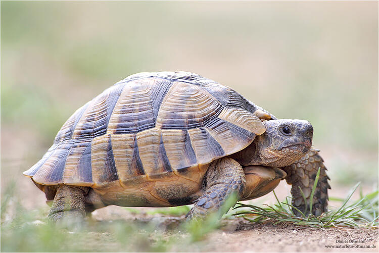Daniel Ottmann, Spur-thighed Tortoise /Testudo graeca/