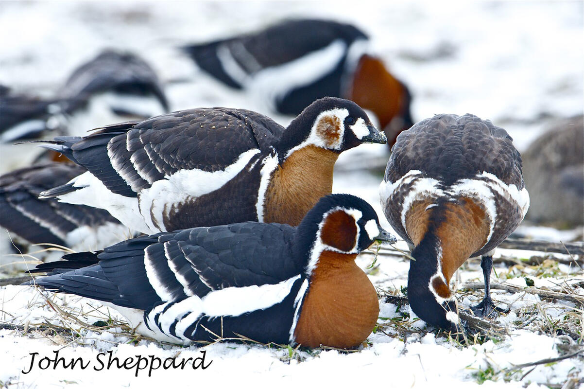 John Sheppard, Red-breasted Goose /Branta ruficollis/