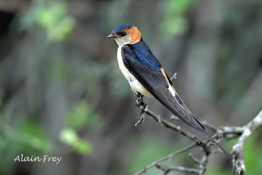 Alain Frey, Red-rumped Swallow /Hirundo daurica/