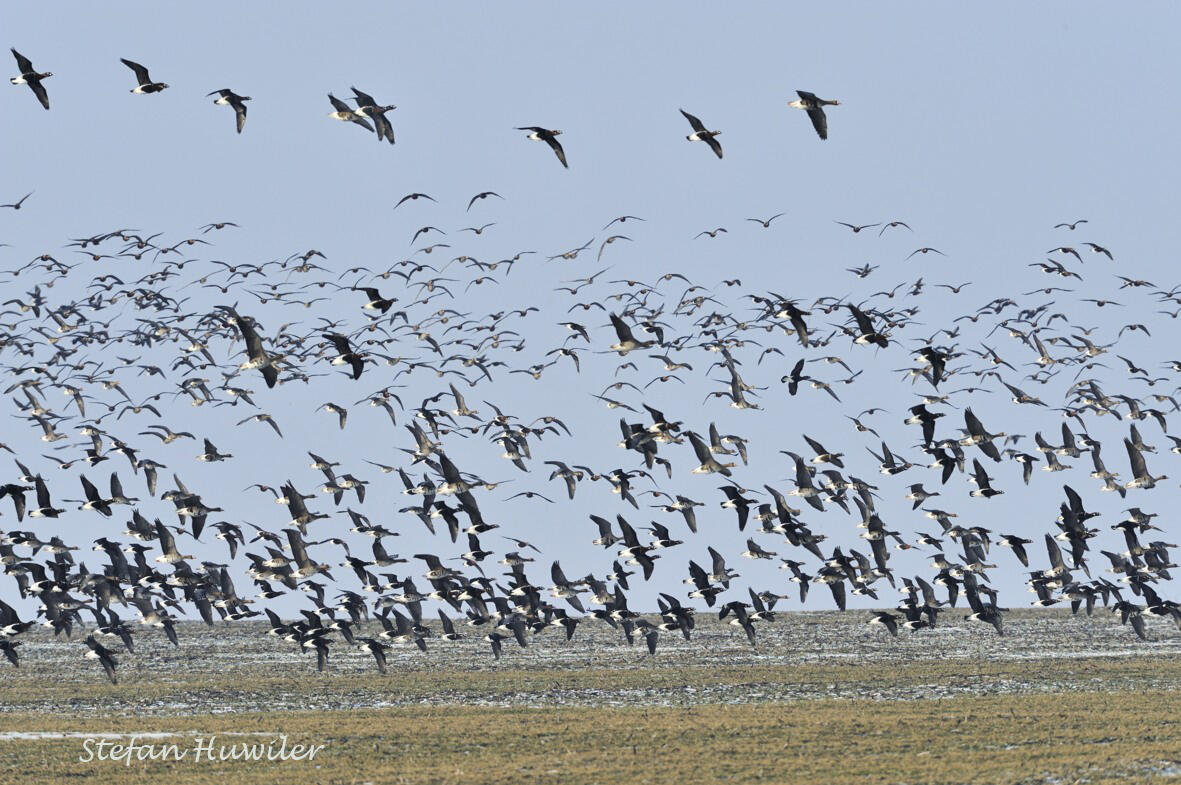 Stefan Huwiler, geese near Lake Durankulak