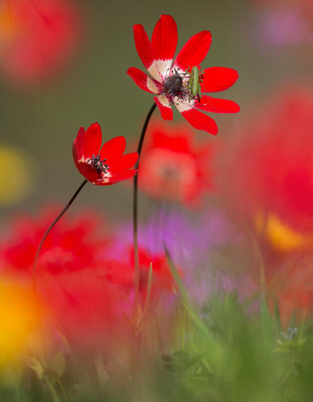Anemone /Anemone pavonina Lam./