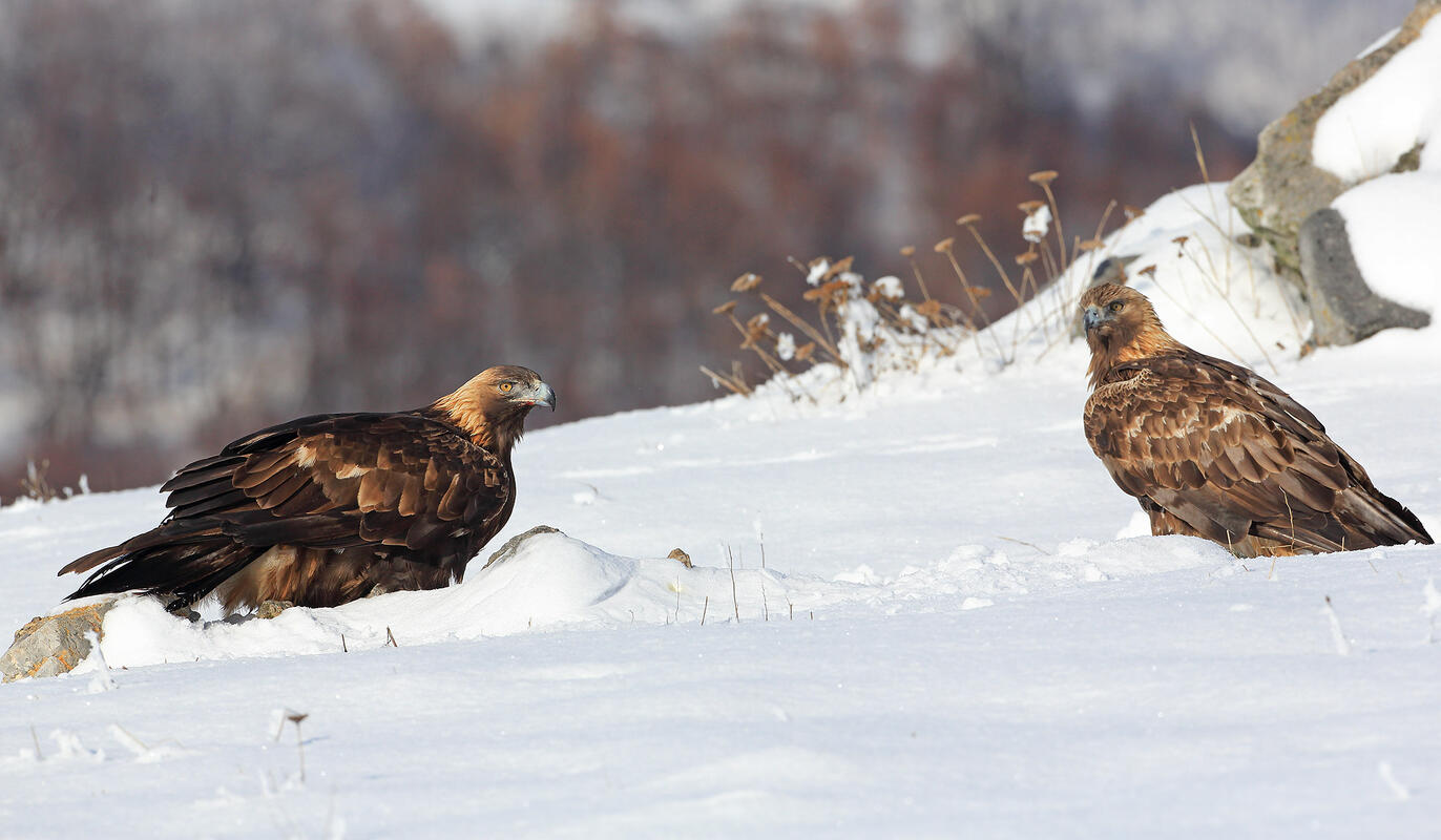 Golden Eagle, female is on the left side