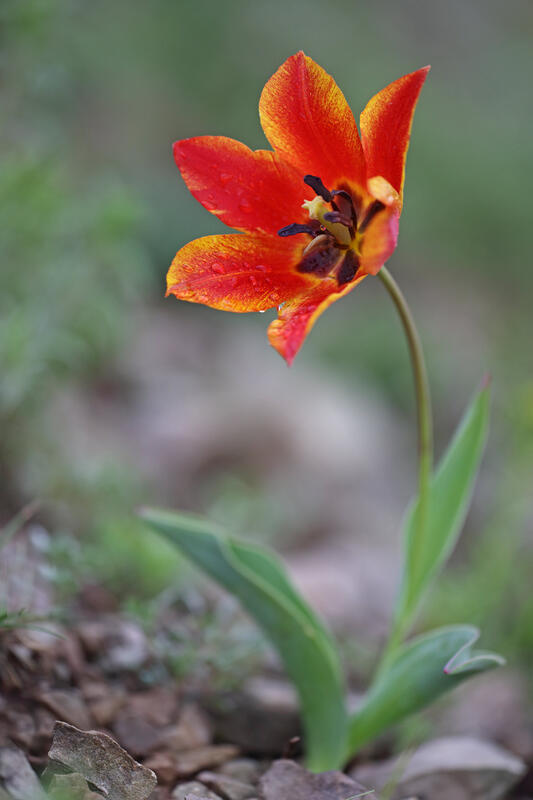 PlantsTulipa urumoffii Hayek