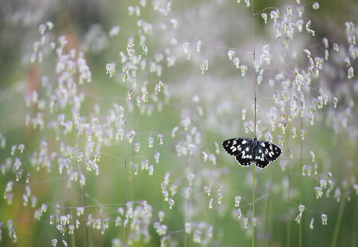 Marbled White