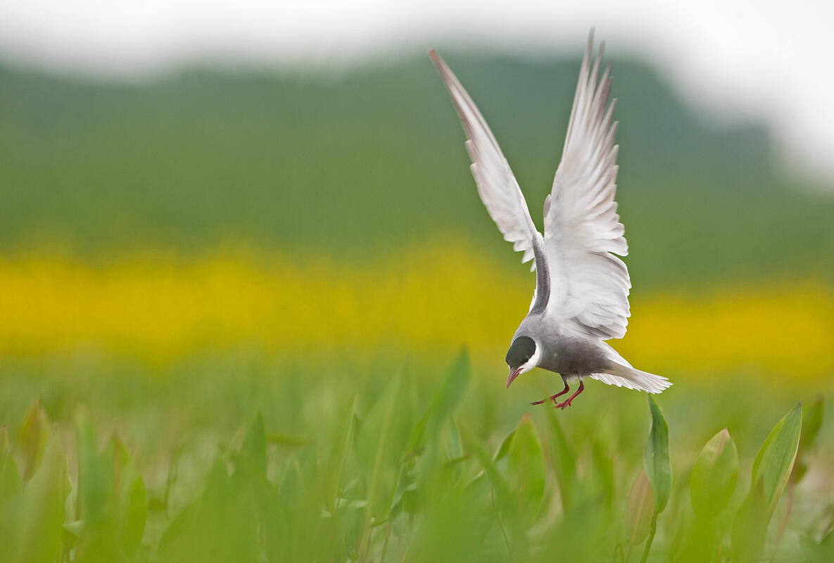 Whiskered Tern /Chlidonias hybrida/