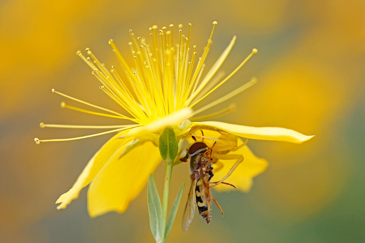 Hypericum olympicum L. , Crab spider with prey 