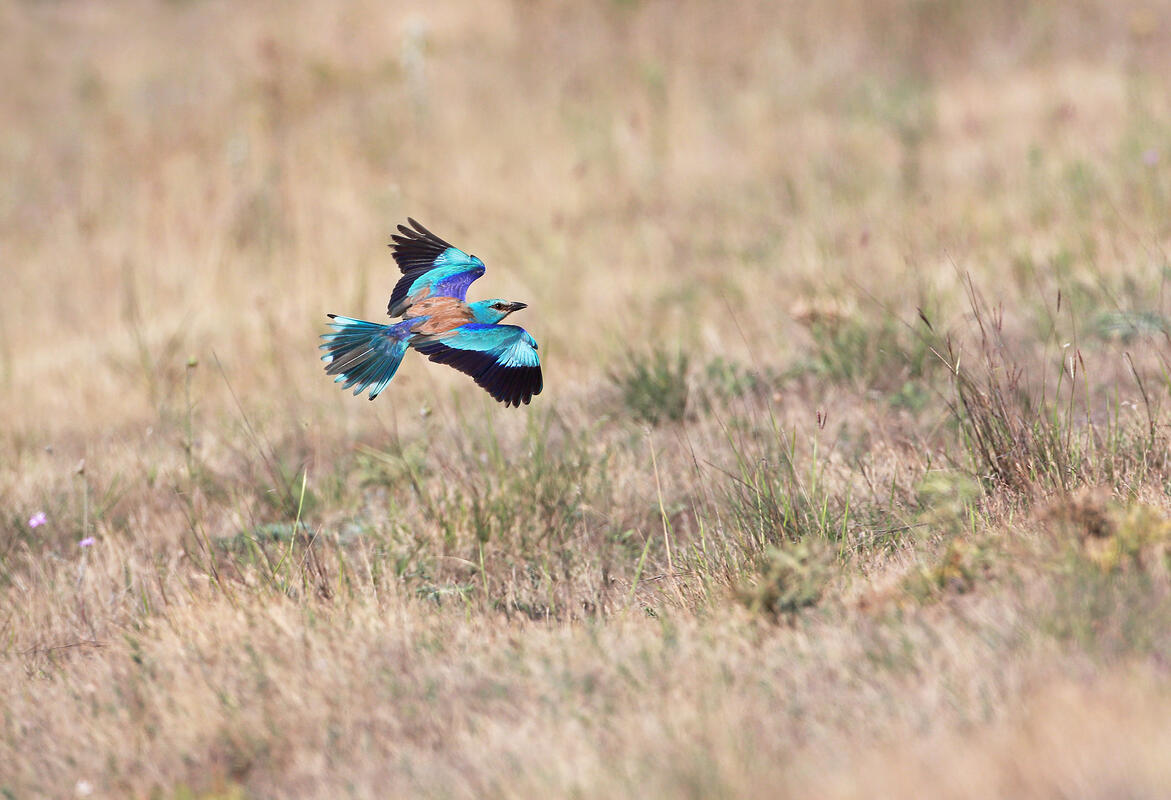 Roller /Coracias garrulus/