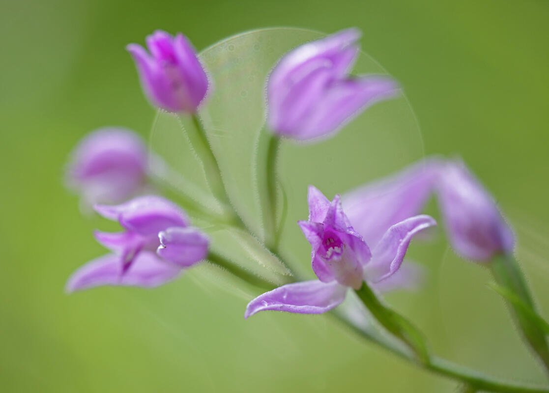 Red Helleborine /Cephalanthera rubra (L.) Rich./