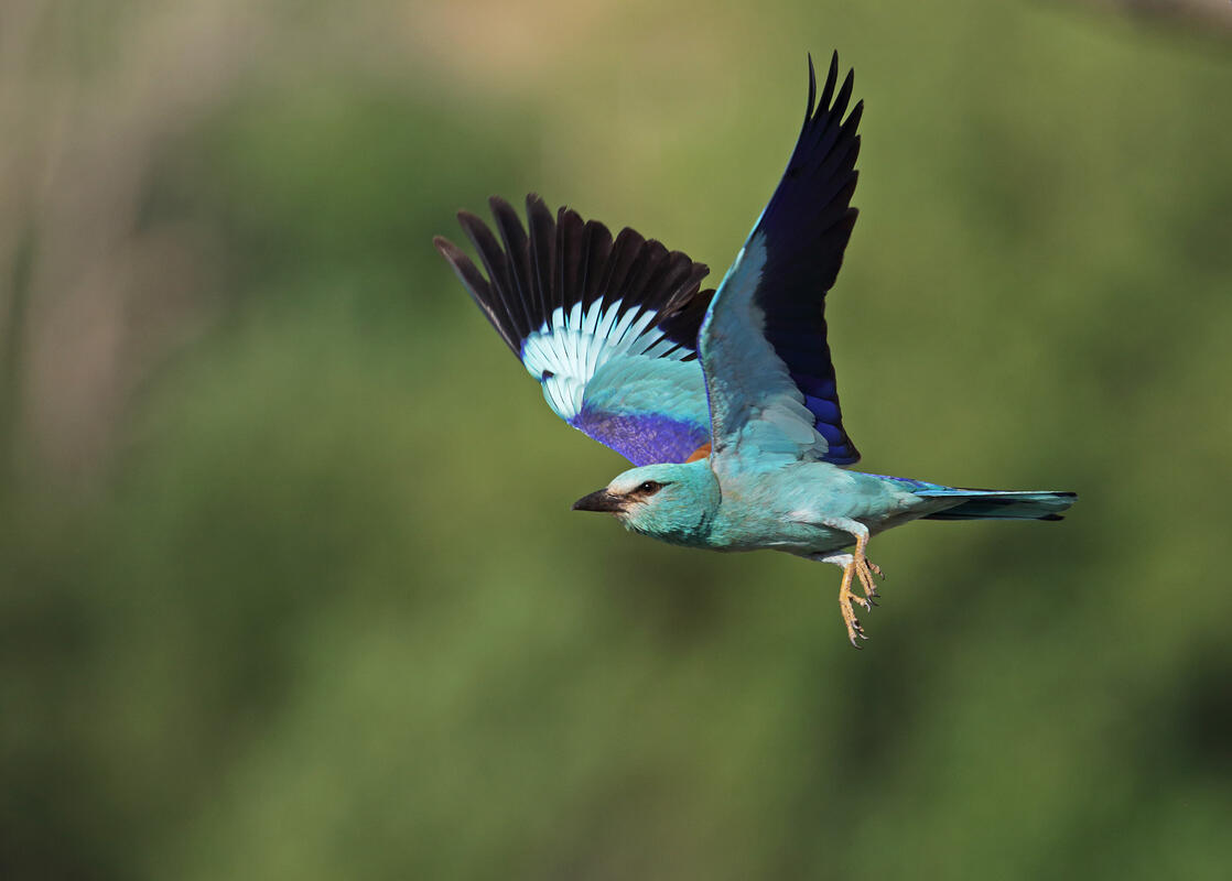 Roller /Coracias garrulus/