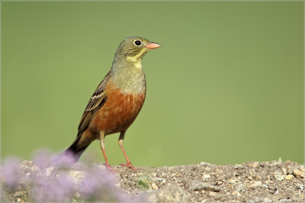 Tobias v. Lukowicz Ortolan Bunting , 