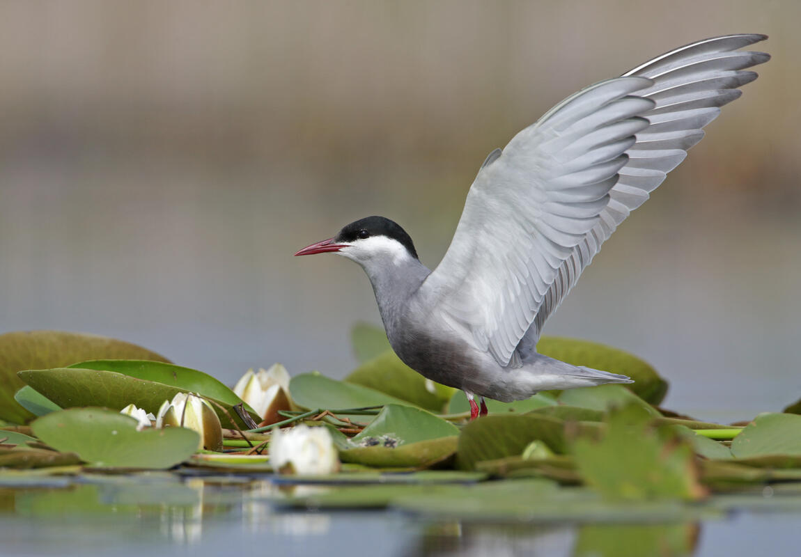 Whiskered Tern /Chlidonias hybrida/