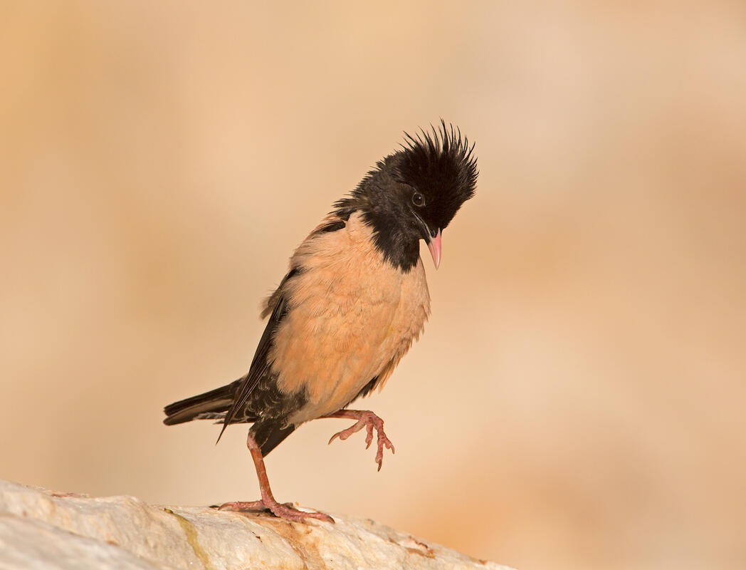 Rose-coloured Starling / Sturnus roseus/
