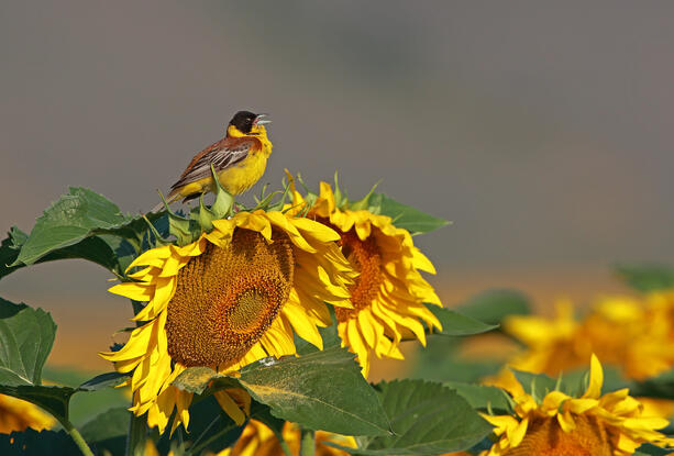 Black-headed Bunting /Emberiza melanocephala/