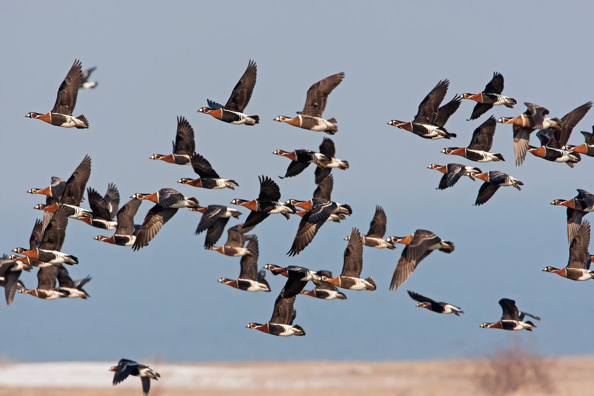 Red-breasted Goose /Branta ruficollis/